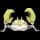Pokemon Small Shiny Image for Default Form