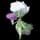 Pokemon Small Shiny Image for Default Form