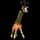 pokemon image