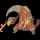 pokemon img Heatmor