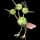 Pokemon Small Shiny Image for Default Form