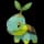 Pokemon Small Shiny Image for Default Form