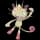 Pokemon Small Shiny Image for Default Form