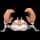 Pokemon Krabby - Default Form Image