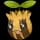 Pokemon Small Shiny Image for Default Form