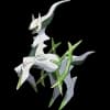 Pokemon Arceus Image