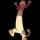 pokemon image
