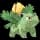 Pokemon Small Shiny Image for Default Form
