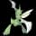 pokemon image