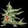 pokemon image