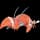 Pokemon Small Shiny Image for Default Form