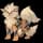 Pokemon Arcanine - Default Form Image