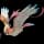 pokemon image