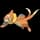 Pokemon Buizel - Default Form Image