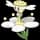 Pokemon Flabébé - White Flower Image
