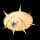 Pokemon Small Shiny Image for Default Form
