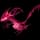 Pokemon Small Shiny Image for Default Form
