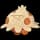 Pokemon Small Shiny Image for Default Form