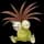 Pokemon Small Shiny Image for Default Form