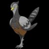 Pokemon Unfezant Image