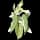Pokemon Small Shiny Image for Default Form