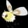 pokemon image