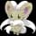 Pokemon Small Shiny Image for Default Form