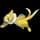 Pokemon Small Shiny Image for Default Form
