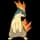 pokemon image