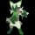 pokemon image