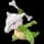 Pokemon Small Shiny Image for Default Form