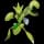 Pokemon Small Shiny Image for Default Form