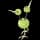 Pokemon Small Shiny Image for Default Form