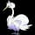 Pokemon Small Shiny Image for Default Form