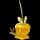 Pokemon Small Shiny Image for Default Form