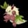 Pokemon Small Shiny Image for Default Form