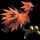 pokemon image